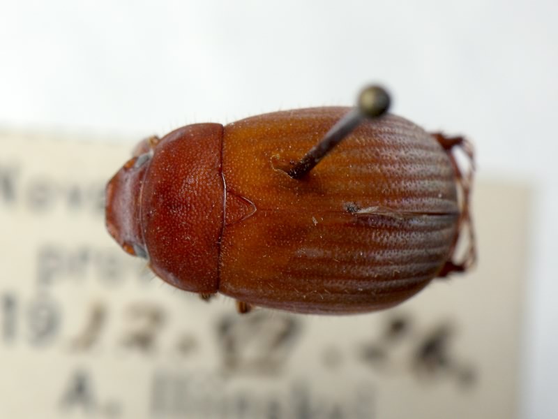 Serica brunnea (Linnaeus, 1758)